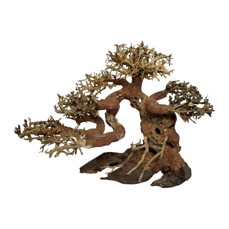 Trærødder Bonsai 15x8x10 cm