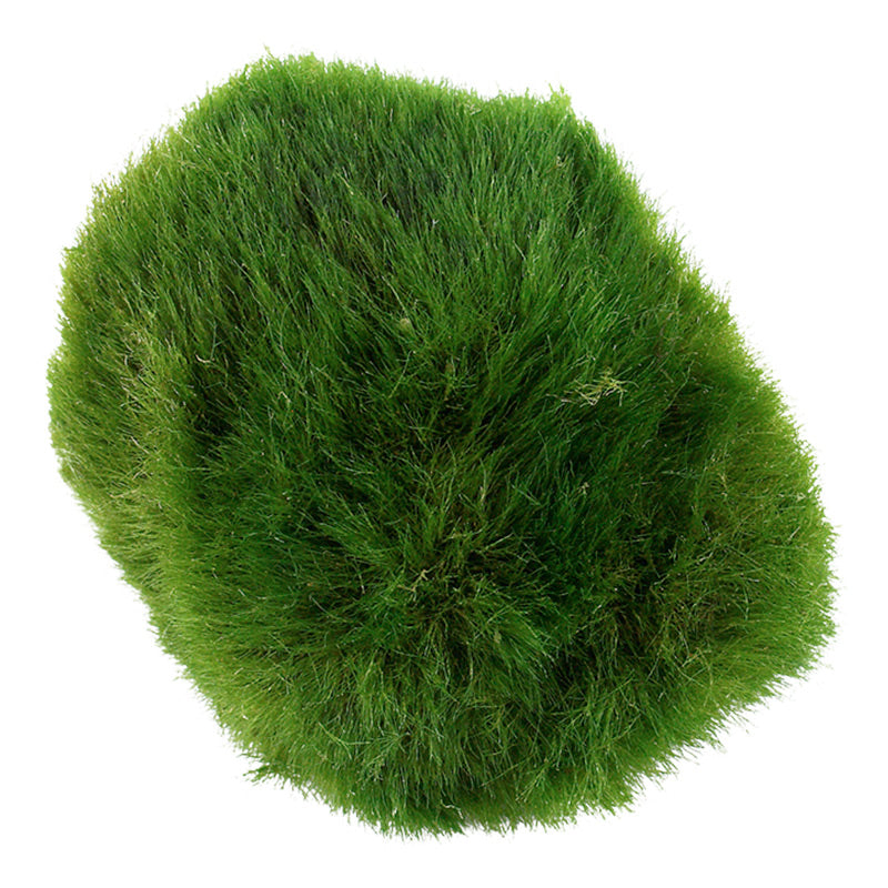 Aegagropila linnaeialge kugle