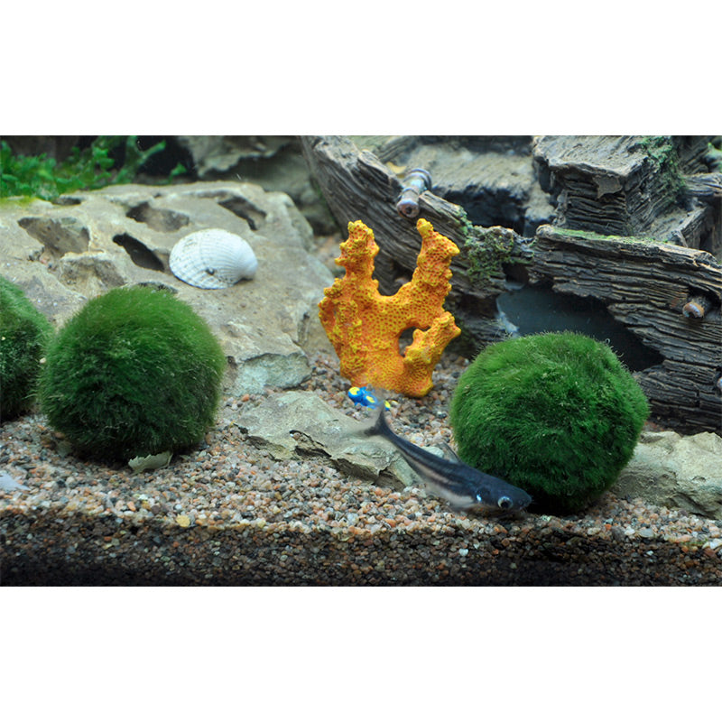 Aegagropila linnaeialge kugle