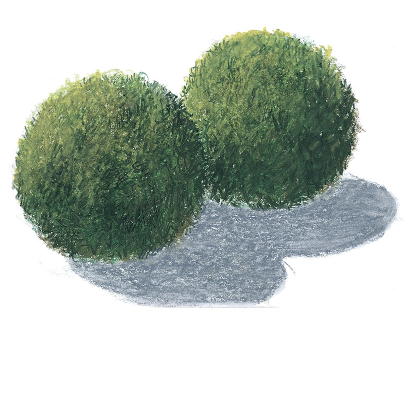 Aegagropila linnaeialge kugle