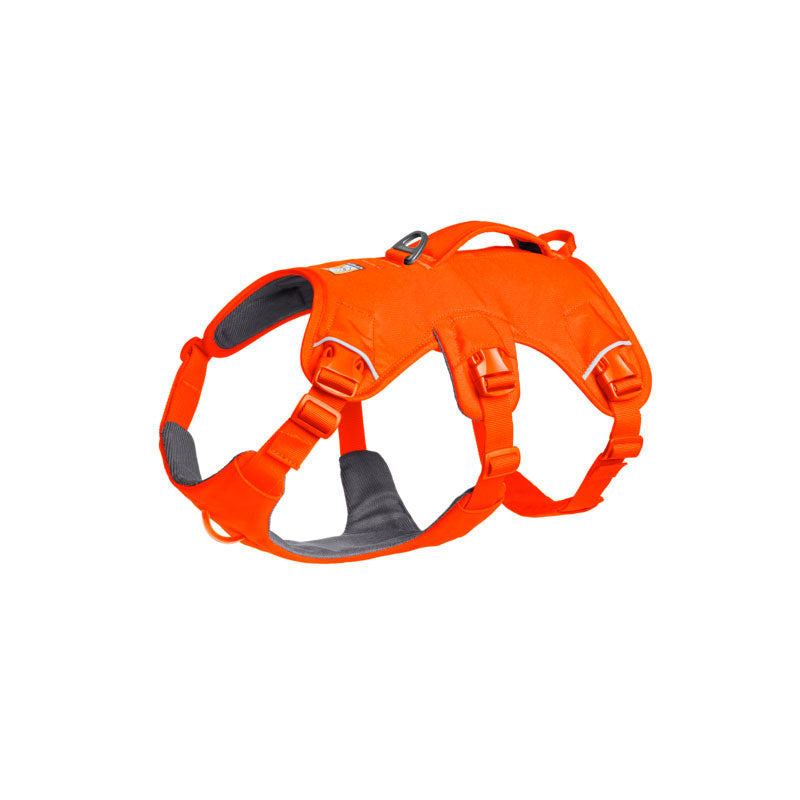Web Master sele S Balze Orange - Maxi Zoo Danmark