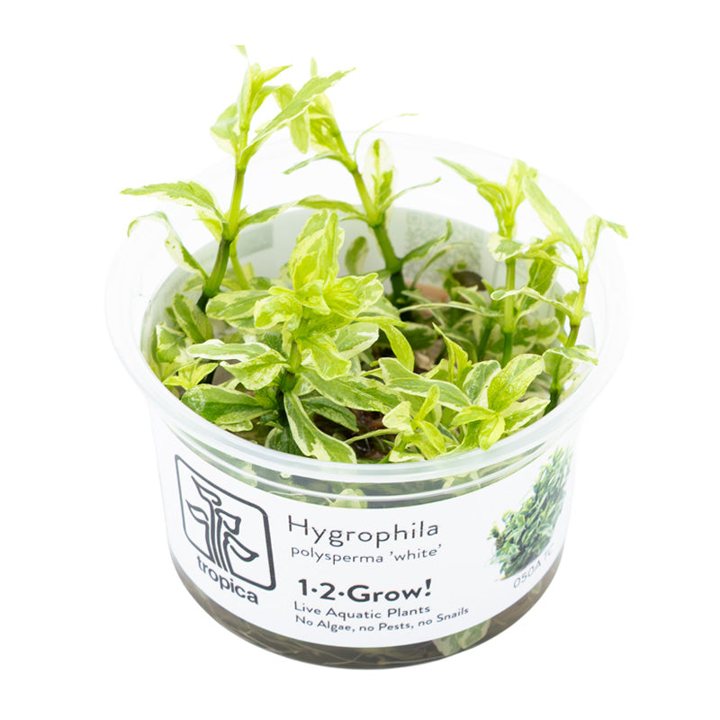 Hygrophila polysperma 'White' bæger