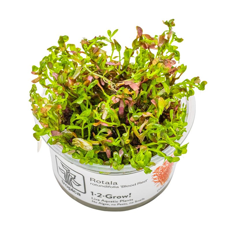 Rotala rotundifolia Blood Red bæger