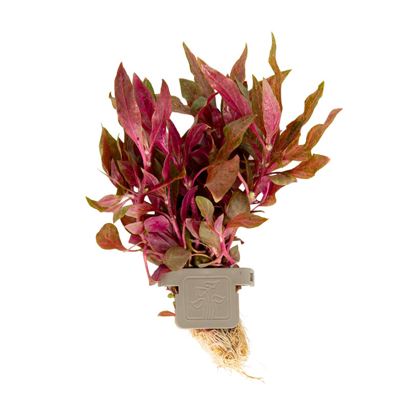Alternanthera reineckii Rosanervig clip