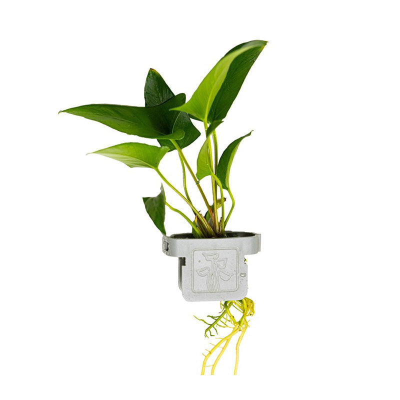 Anubias gracilis clip