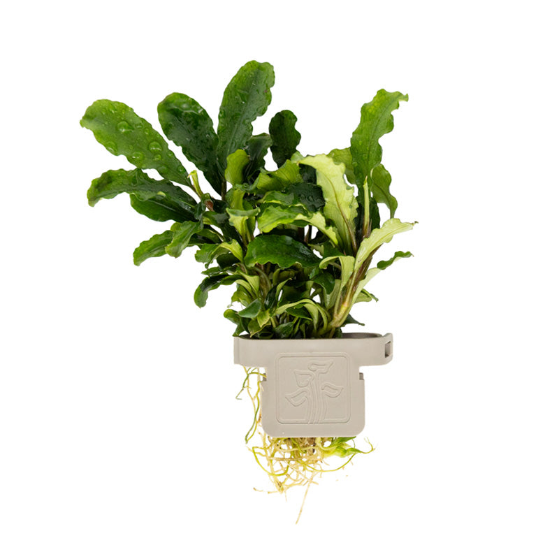 Bucephalandra pygmaea Bukit Kelam clip