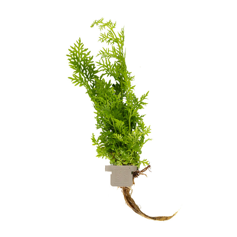Ceratopteris thalictroides clip