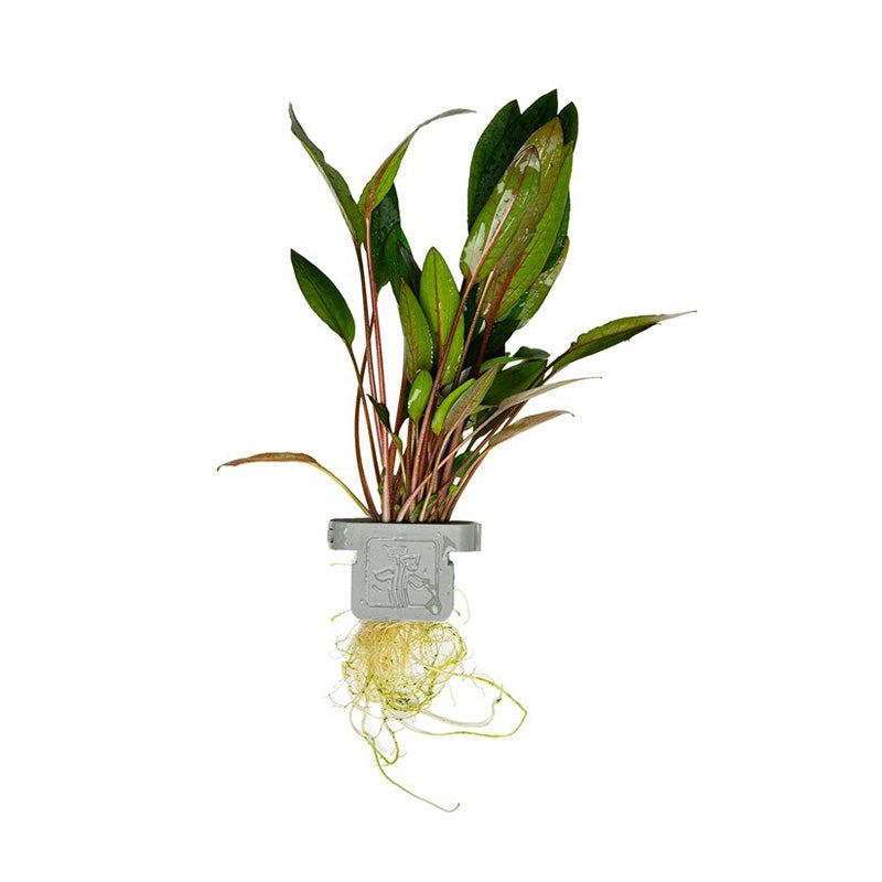 Cryptocoryne beckettii Petchii clip