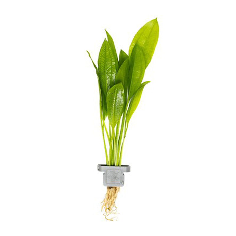 Echinodorus grisebachii Bleherae clip