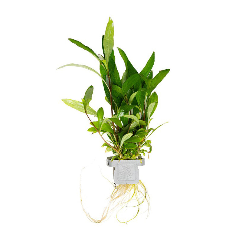 Hygrophila corymbosa Siamensis 53B clip