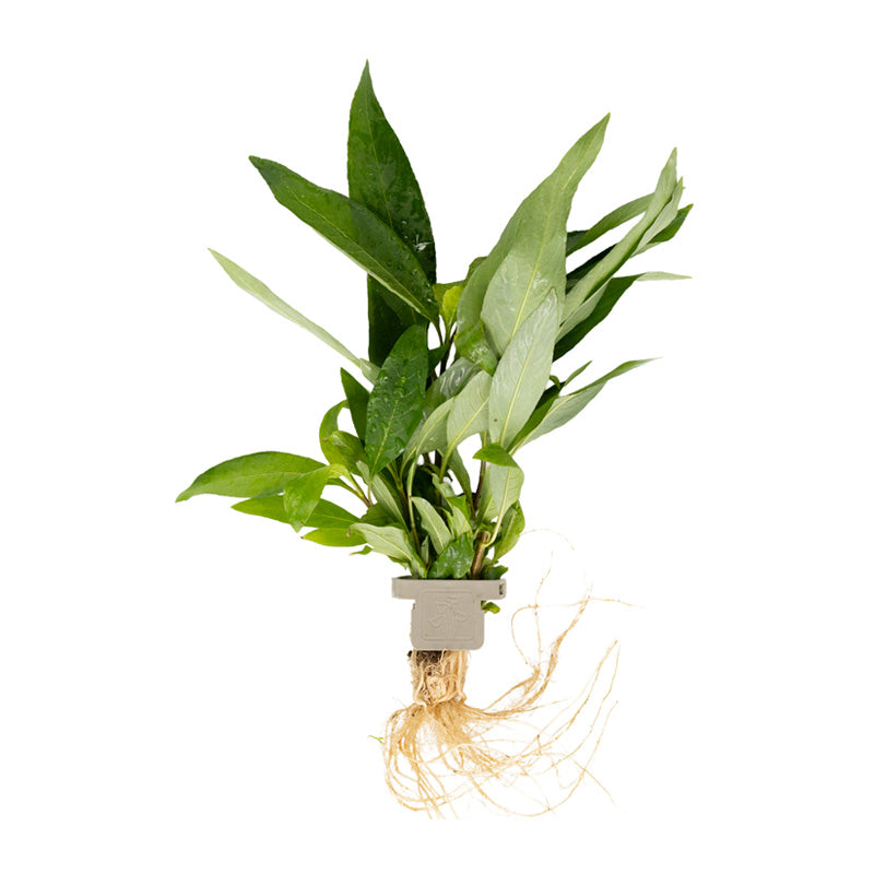Hygrophila corymbosa 'Stricta' clip