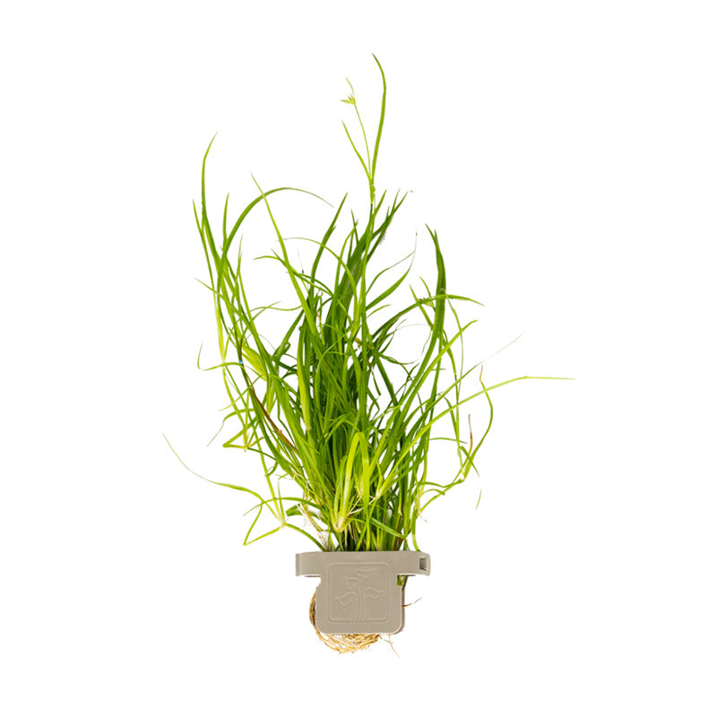 Juncus repens clip