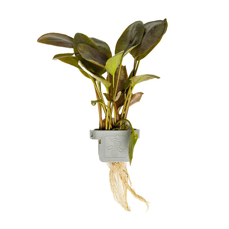 Lagenandra meeboldii 'Red' clip