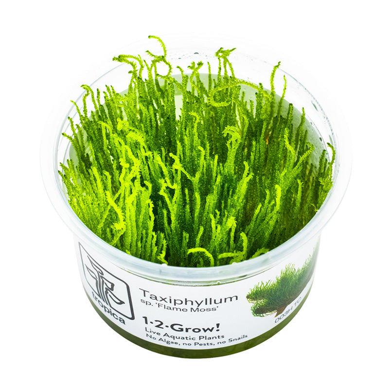 Tropica Taxiphyllum Flame