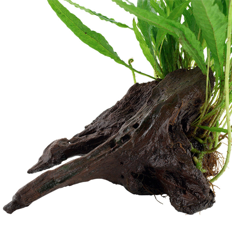 Microsorum pteropus Nr.11ca. 20-25 cm på rod - Maxi Zoo Danmark