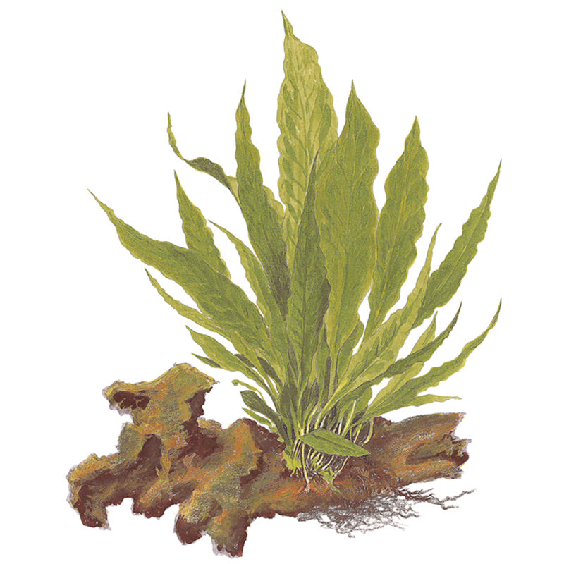 Microsorum pteropus Nr.11ca. 20-25 cm på rod - Maxi Zoo Danmark