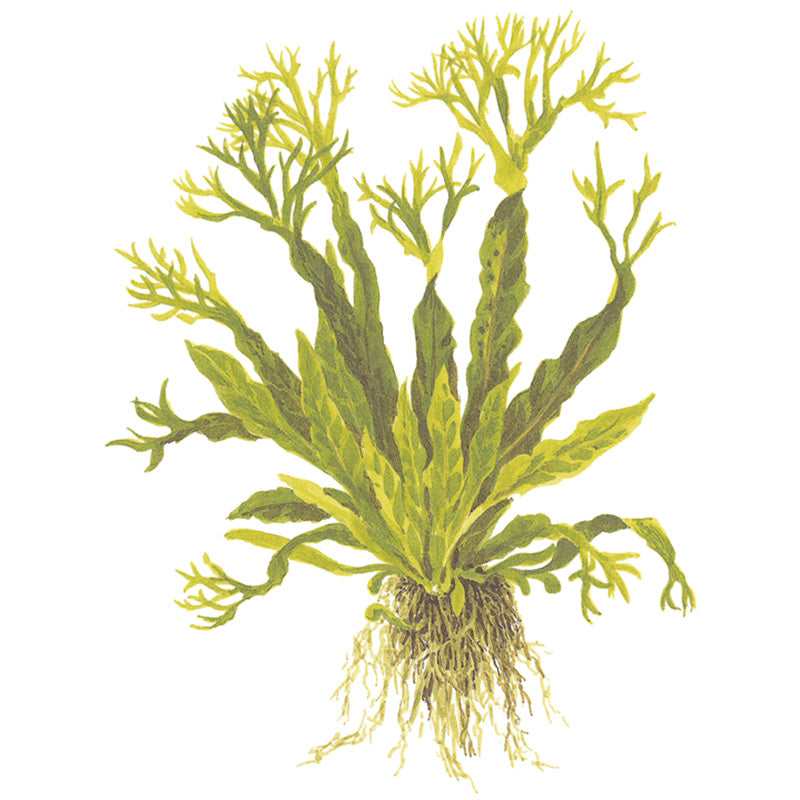 Microsorum pteropus 'Windeløv' Nr.12 på rod m/sugekop - Maxi Zoo Danmark