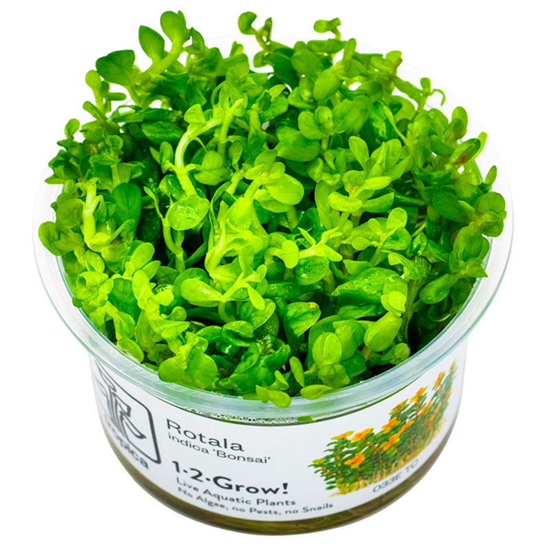 Rotala indica 'Bonsai' Nr.8 - Maxi Zoo Danmark