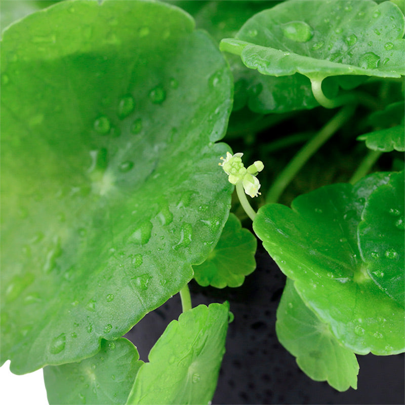 Hydrocotyle verticilla Nr.6 ca. 3-7 cm - Maxi Zoo Danmark