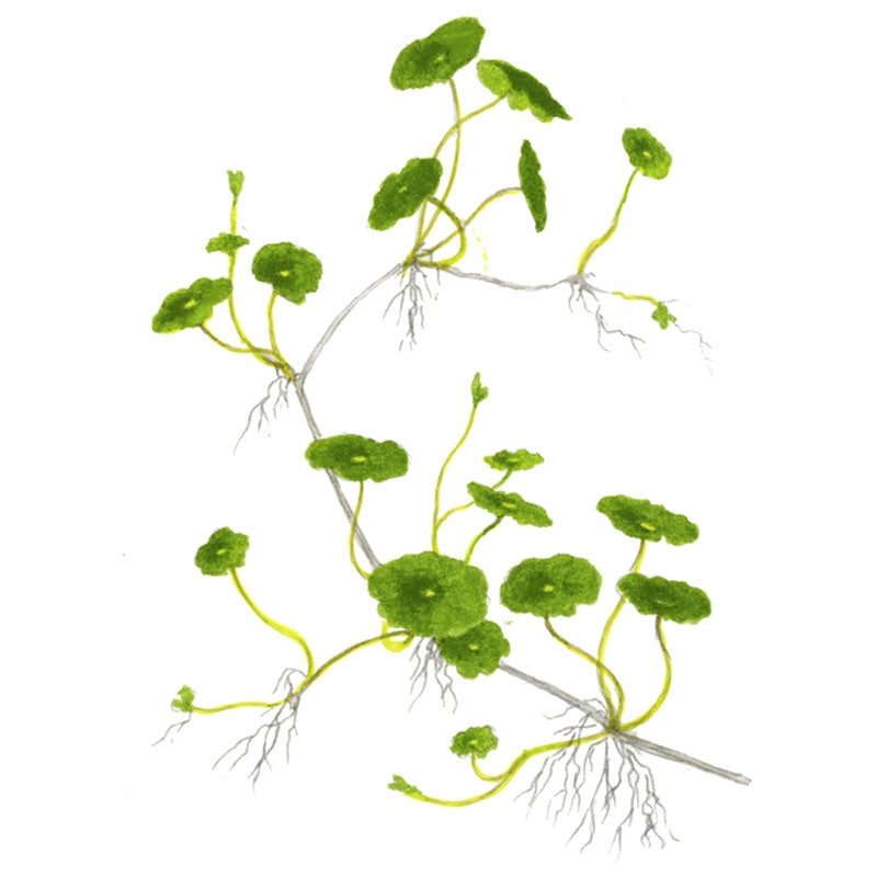 Hydrocotyle verticilla Nr.6 ca. 3-7 cm - Maxi Zoo Danmark