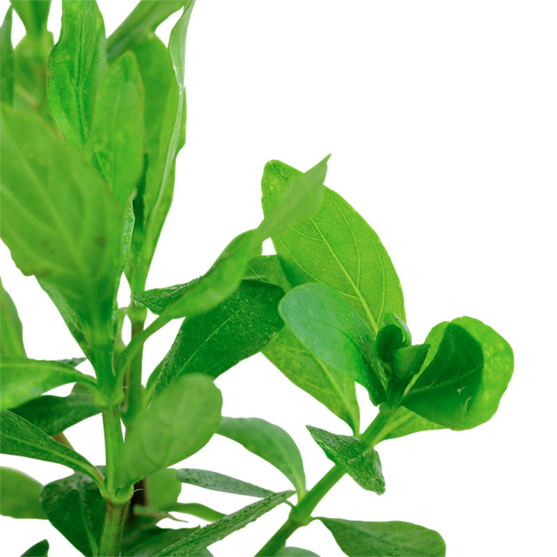 Hygrophila polysperma Nr.6 ca. 25-40 cm - Maxi Zoo Danmark