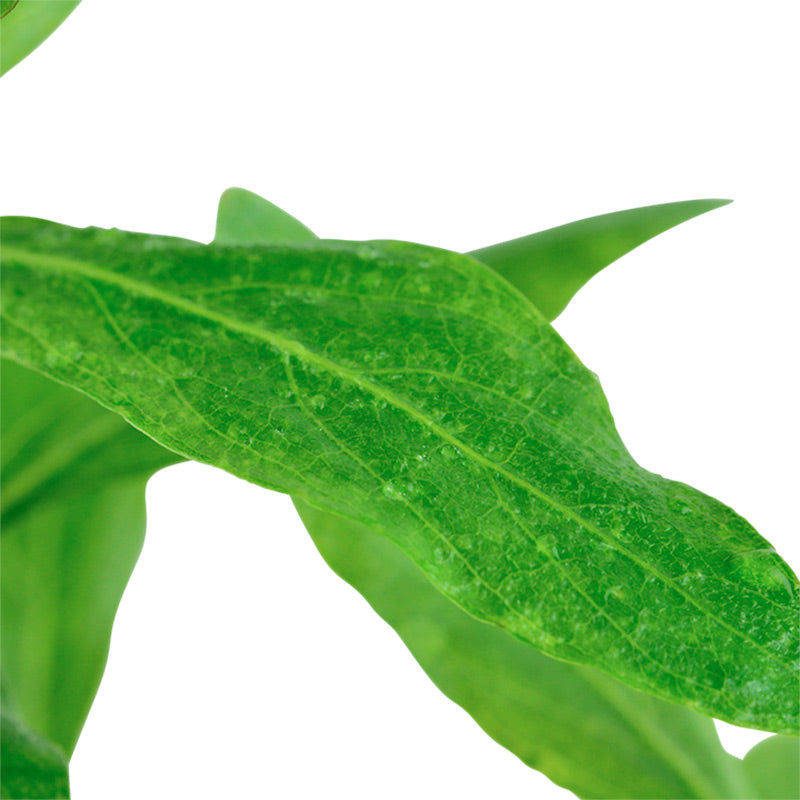 Hygrophila polysperma Nr.6 ca. 25-40 cm - Maxi Zoo Danmark