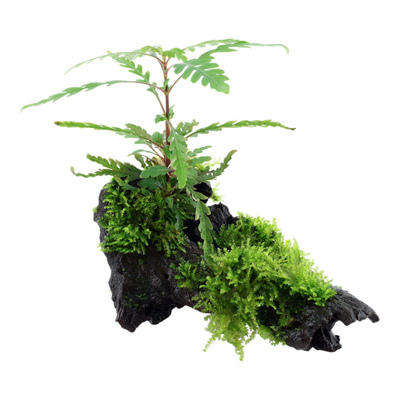 Hygrophila pinnatifida and moss Nr.10 på rod - Maxi Zoo Danmark