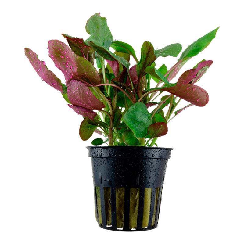 Lobelia cardinalis Nr.6 ca. 10-30 cm