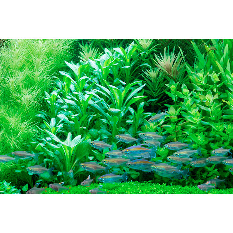 Lobelia cardinalis Nr.5 ca. 10-30 cm - Maxi Zoo Danmark