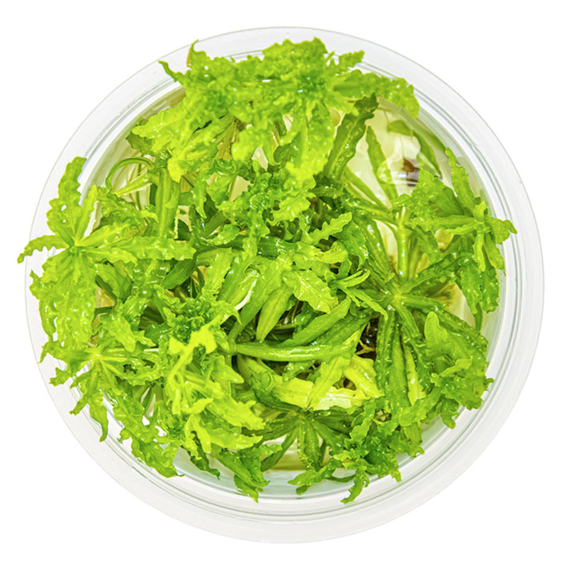 Progostemon Helferi Nr.8 ca. 3-10 cm - Maxi Zoo Danmark