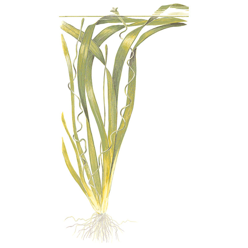 Vallisneria americana 'Gigantea' Nr.8 ca. 10-15 cm - Maxi Zoo Danmark