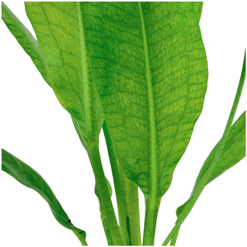 Echinodorus Grisebachii 'Bleheri' Nr.6 potte