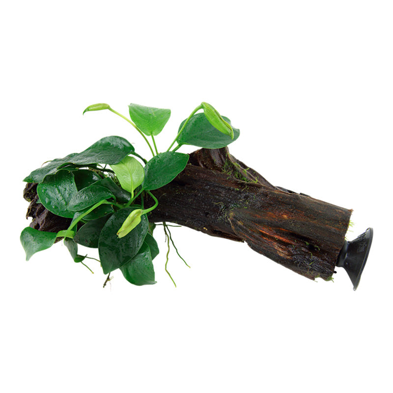 Anubias barteri var. Nana Nr.12 på rod m/sugekop - Maxi Zoo Danmark