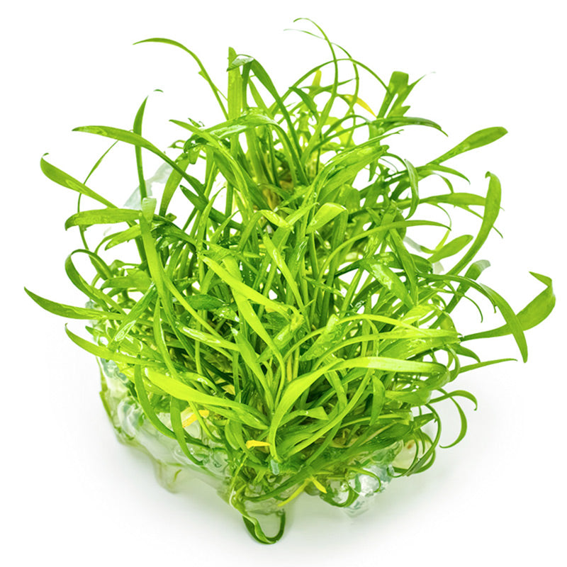 Cryptocoryne parva Nr.8 1-2 Grow! ca. 5-10 cm - Maxi Zoo Danmark
