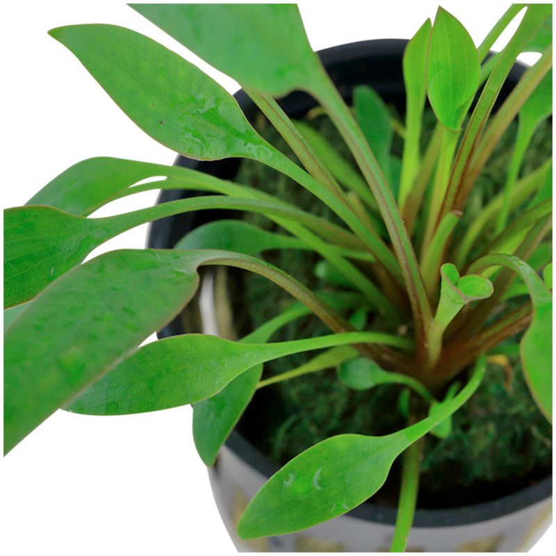 Cryptocoryne x willisii Nr.7 ca. 7-20 cm - Maxi Zoo Danmark