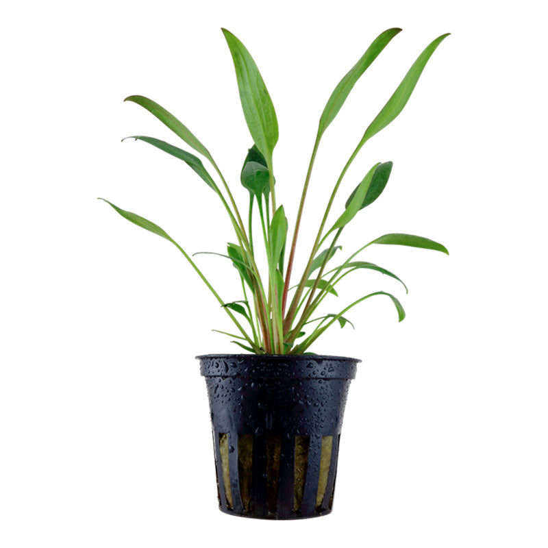 Cryptocoryne x willisii Nr.7 ca. 7-20 cm - Maxi Zoo Danmark