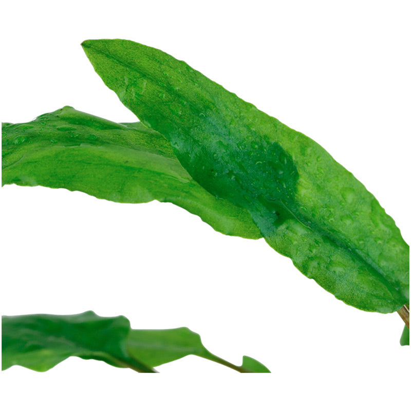 Cryptocoryne wendtii 'Green' Nr.7 ca. 5-10 cm potte