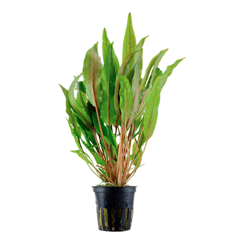 Cryptocoryne undulata 'Broad Leaf' Nr.7 ca. 15-25 cm - Maxi Zoo Danmark