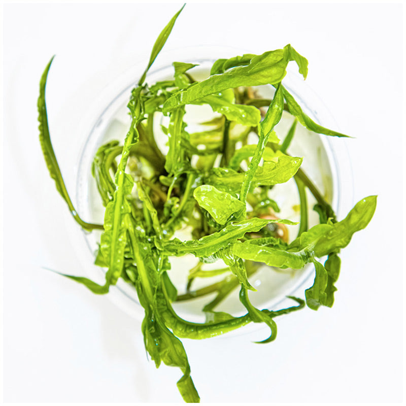 Cryptocoryne crispatula Nr.8 1-2-Grow! ca. 20-60 cm - Maxi Zoo Danmark