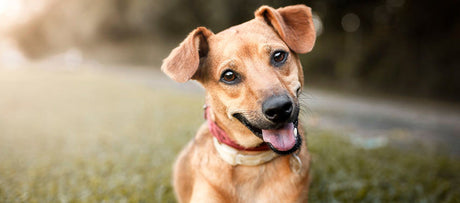 Vil du have en hundehvalp? Her er 7 overvejelser du bør gøre dig, før du køber en hund