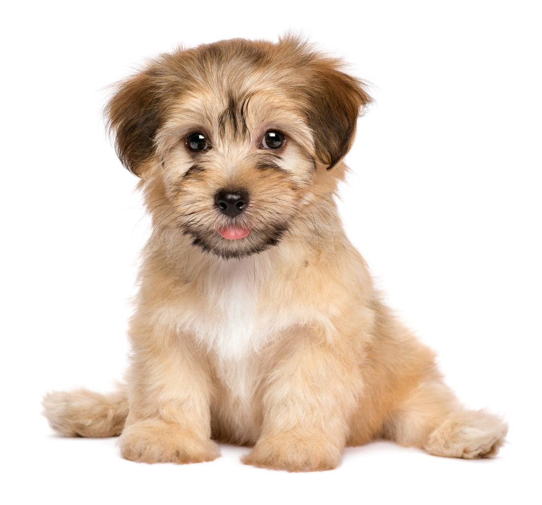 Er min hund for lille til at gå på trapper selv?