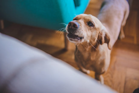 Hunden gør af fjernsynet