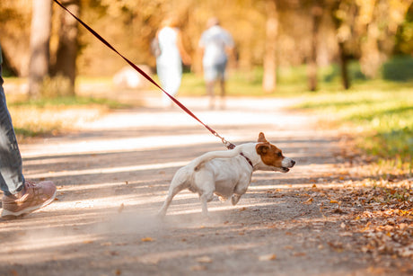 Kunsten at gå pænt – hvordan træner man det?