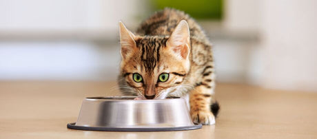 Fuldfoder og fodertilskud til kat
