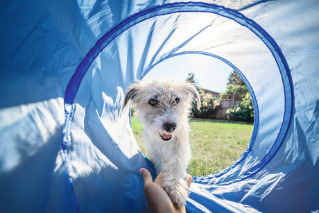 Agility trin for trin, del 3 – Opstart, fremadsendelse