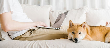 Sådan får du det til at fungere med hunden på hjemmekontoret