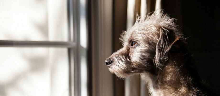 Kan din hund være alene hjemme? sådan lærer du den det