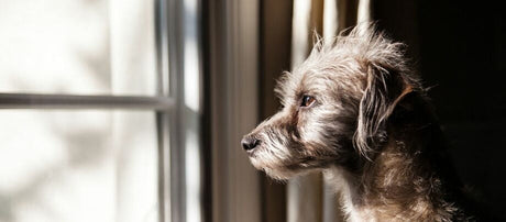 Kan din hund være alene hjemme? sådan lærer du den det