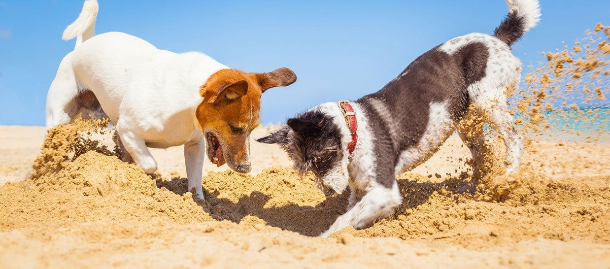 God ferie - sådan får du en uforglemmelig ferie med hunden