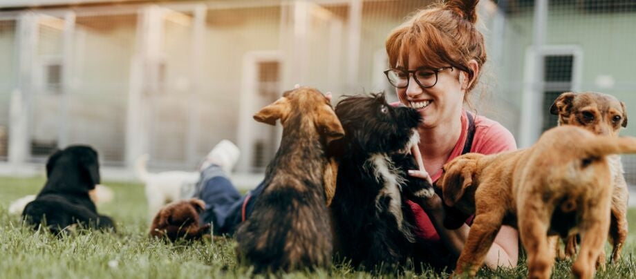 Feriepasning af hunden - sådan er din hund i gode hænder når du selv er på ferie